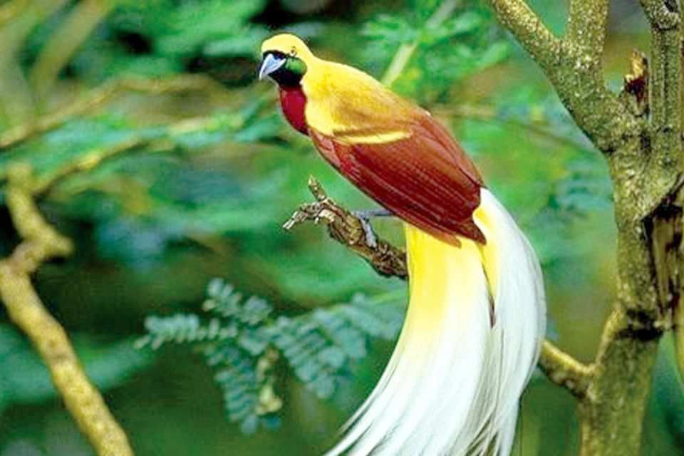 Jenis Jenis Burung Hutan Yang Hidup Di Kawasan Taman Nasional Indonesia