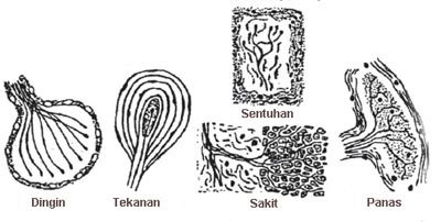 Lima tipe reseptor pada kulit