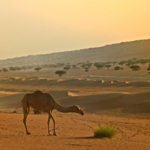 Gambar: Gurun pasir di sore hari (Foto:www.thehedonista.com)