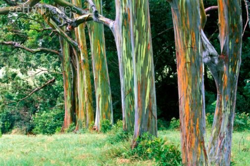 Gambar: Pohon  Eucalyptus yang tumbuh di daerah Papua (Sumber: Getty image, inikabarku.com)