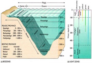 Morfologi dasar laut yang sangat dalam memanjang sempit dan terjal disebut