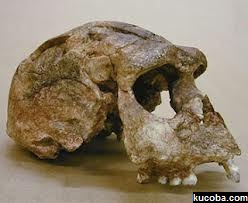 Tengkorak salah satu jenis Manusia purba di Indonesia yaitu Meganthropus Paleojavanicus