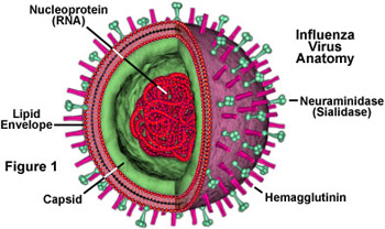 Anatomi virus influenza
