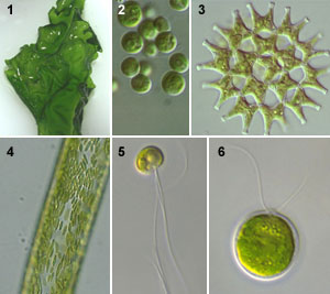 Ganggang hijau atau Chlorophyta 