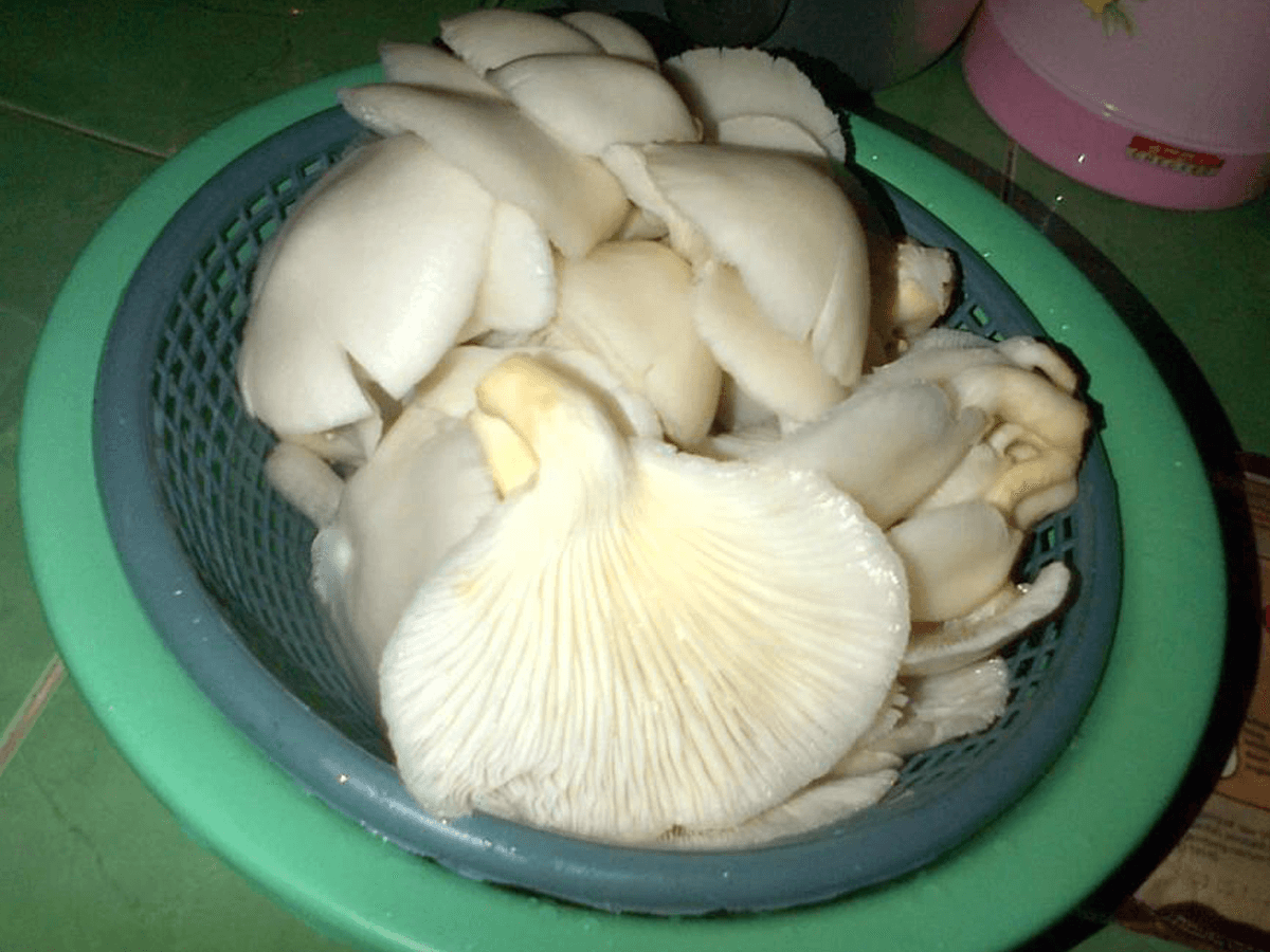 Salah satu jenis jamur