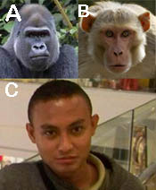 Berdasarkan sistem klasifikasi filogenik, gorila (A) lebih dekat kekerabatannya dengan monyet (B) daripada manusia (C)