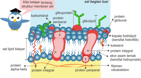 Struktur Membran Sel Lipid Bilayer