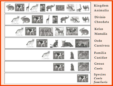 Tingkatan takson pada Sistem Klasifikasi Buatan oleh Carolus Linnaeus