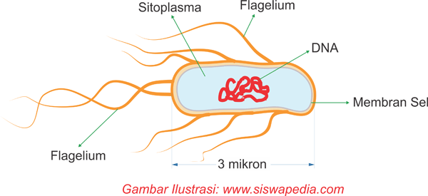 ilustrasi Bakteri E Coli