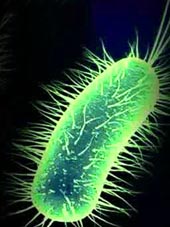 Salah satu bentuk morfologi bakteri bila dilihat dari luar