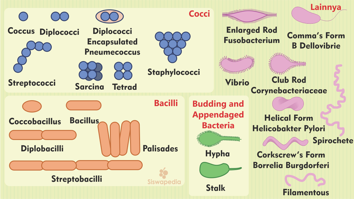 Bentuk, Ukuran dan Struktur Bakteri