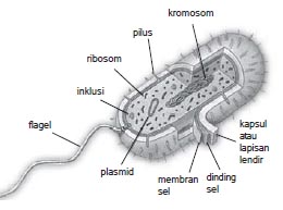 Struktur sel bakteri