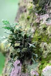 Hubungan mutualistik antara jamur dengan akar tanaman membentuk