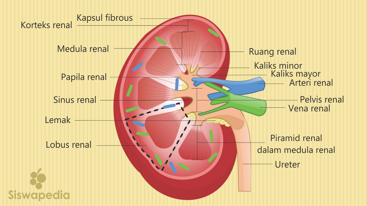 Yang bowman membentuk glomerulus ginjal bagian disebut dan kapsula akan Bagian Bagian
