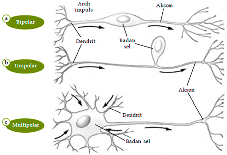 Beberapa struktur sel saraf