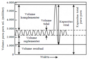 Grafik volume paru-paru manusia