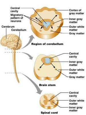Letak area kelabu (grey matter) dan area putih (white matter) pada sistem saraf