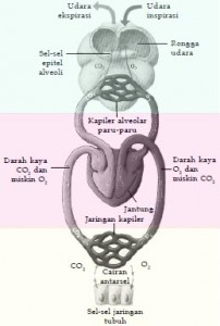 Mekanisme pertukaran oksigen dan karbondioksida