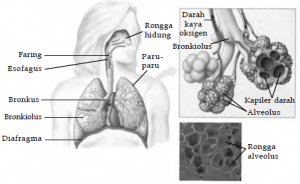 Organ dalam sistem pernapasan manusia