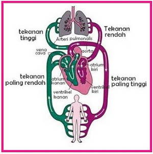 Manusia, pernafasan difusi system oksigen terjadi pada pada proses Bab 18.