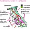 Gambar Alat Pernapasan Pada Burung
