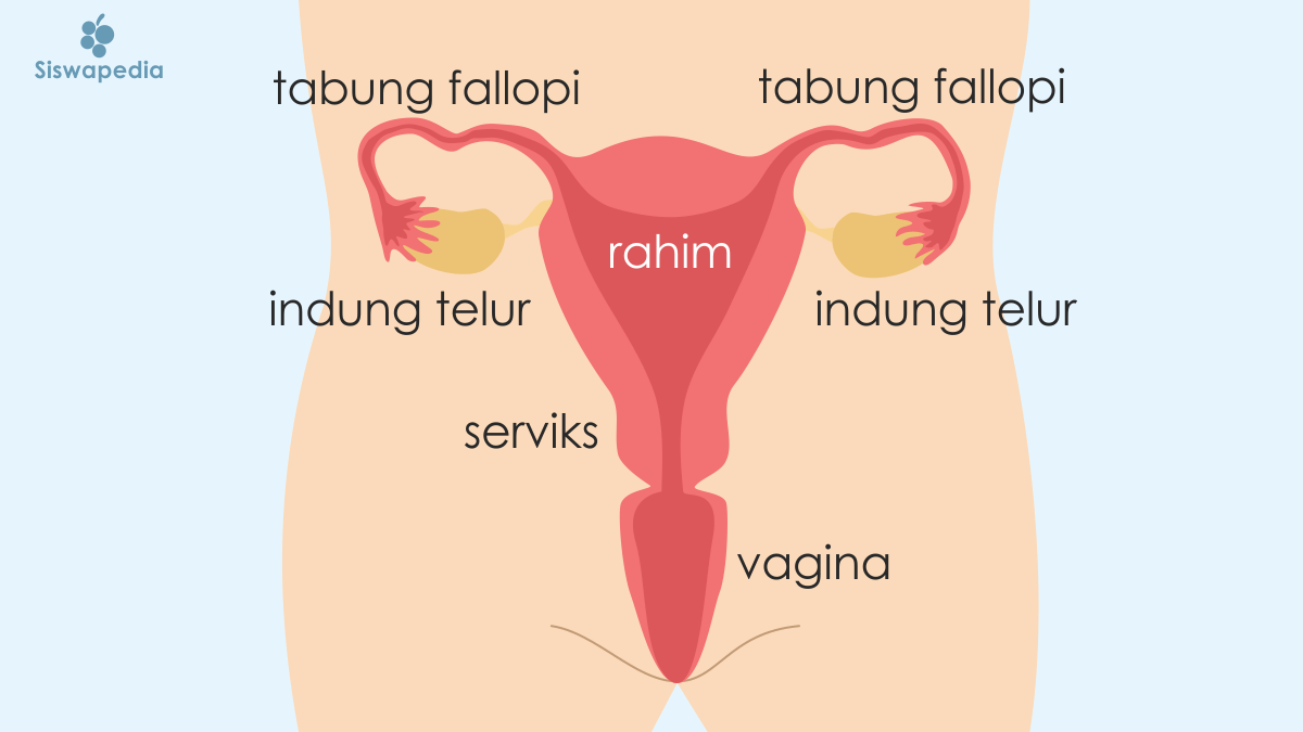 Gambar anatomi Alat Reproduksi Wanita beserta penjelasannya