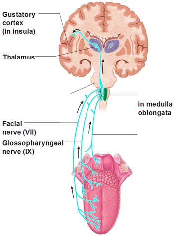 Alur rangsangan dari lidah ke otak