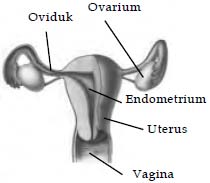 Organ reproduksi dalam pada wanita