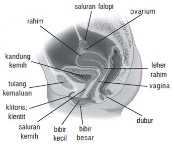 Gambar anatomi vagina