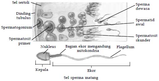 Proses spermatogenesis yang terjadi di testis
