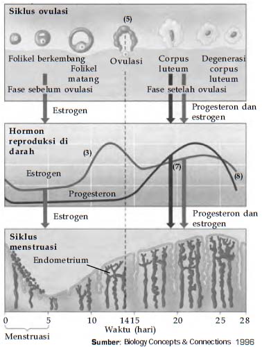 Siklus menstruasi. Siklus ini dipengaruhi oleh hormon estrogen dan progesteron.