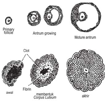 Stadium pertumbuhan folikel pada ovarium