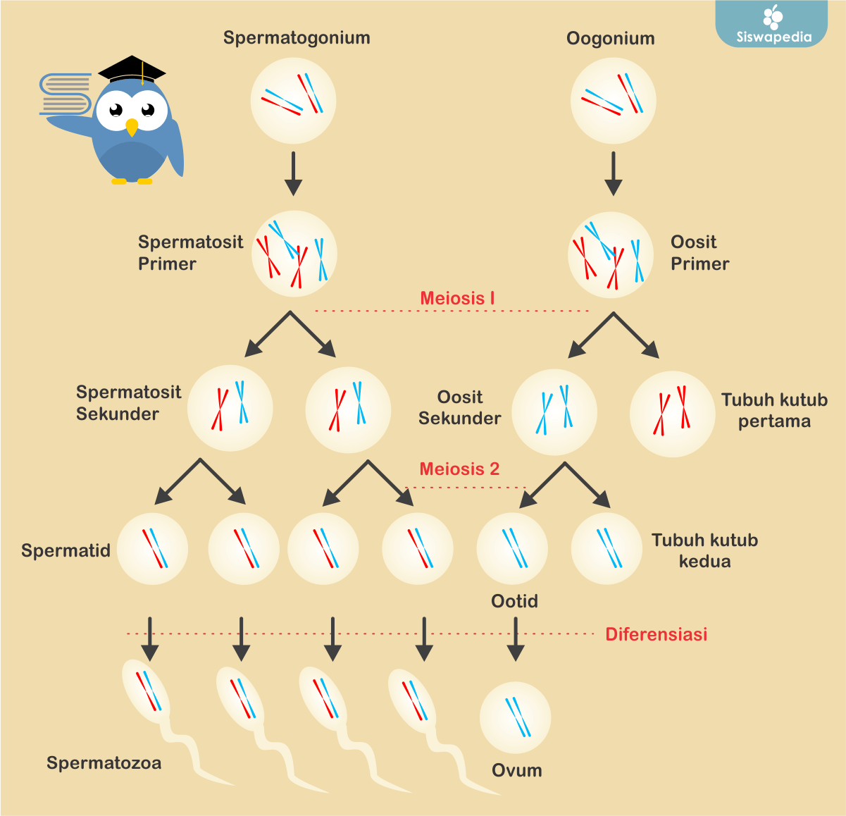 Pada spermatogenesis urutan proses pembentukan spermatozoa yang tepat adalah