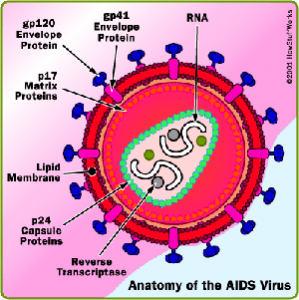 Anatomi virus HIV