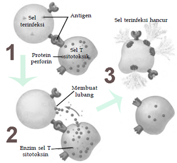 Cara sel T sitotosik menghancurkan sel terinfeksi