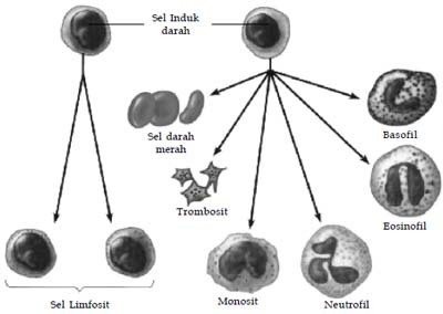 Diferensiasi pada sel induk darah