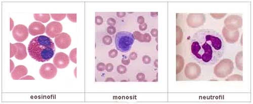 Lenfosit, monosit dan neutrofil dalam sel darah putih