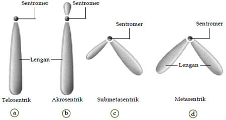 Macam-Macam Bentuk kromosom