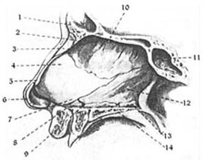 Anatomi hidung bagian dalam tanpa membran mukosa (Ballenger, 1994)