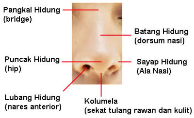Anatomi hidung bagian luar