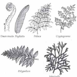 Macam-macam bentuk daun tumbuhan paku atau Pteridophyta