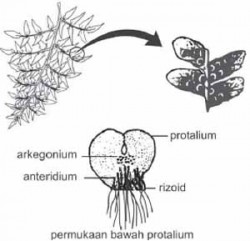 Protalium pada tumbuhan paku