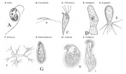 Protista mirip hewan (Protozoa)