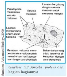 Klasifikasi Protozoa  Berdasarkan Alat Geraknya
