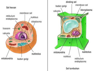 Contoh gambar sel hewan dan sel tumbuhan (Sumber: mtspantar.wordpress.com)
