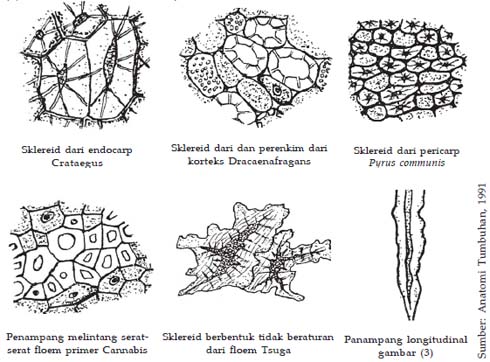 Jaringan penguat yang ditemukan pada tempurung kelapa adalah jaringan