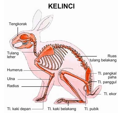 Contoh Sistem Pernapasan Pada Hewan Mamalia - Temblor En