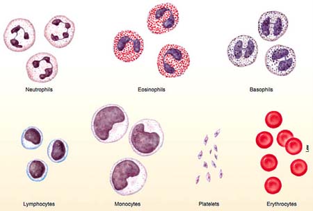 Macam-macam sel darah