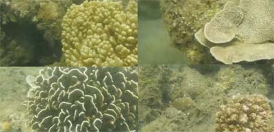 Keindahan terumbu karang di Pantai So' Pancala Kolo