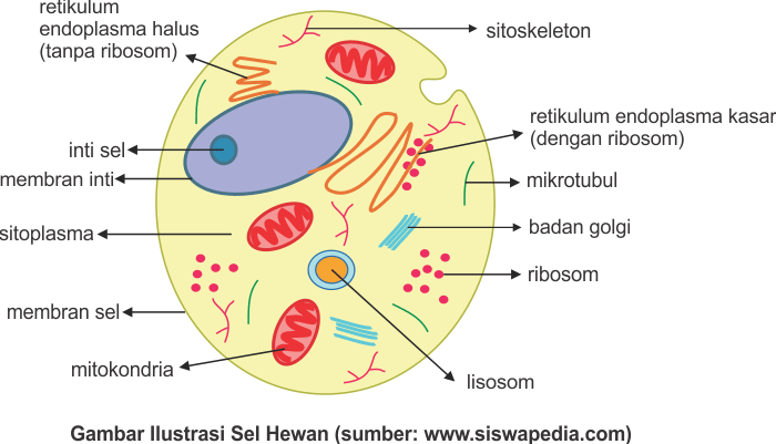 Gambar ilustrasi sel hewan